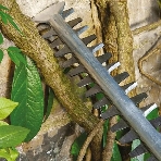 Кусторез Bosch UniversalHedgeCut 50 (06008C0501)